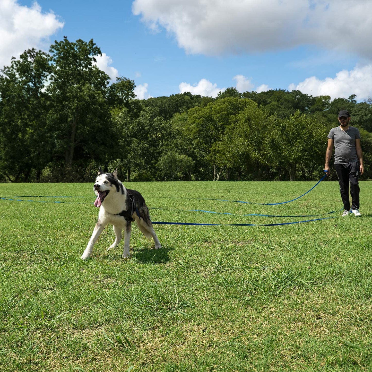 Dog/Puppy Obedience Recall Training Agility Lead - 15Ft 20Ft 30Ft 50Ft 100Ft Training Leash - Great for Training, Play, Camping, or Backyard Purple 15 Feet